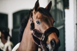 Transporthalfter Schaffell - Braun - Full -Angebote Equinestor Store 42502 05 2