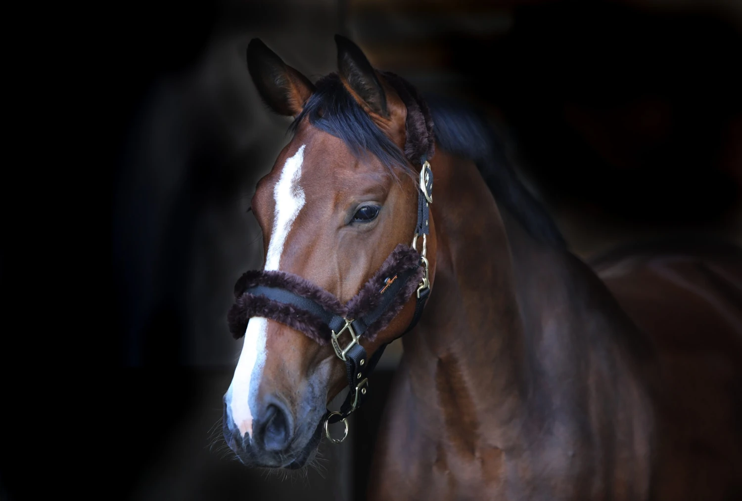 Nylonhalfter Schaffell - Braun 2 Nylonhalfter Schaffell - Braun - Image 2