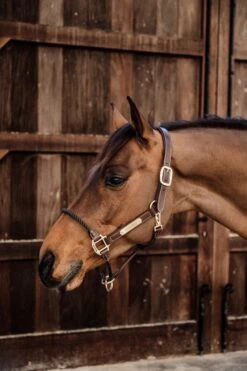 Lederhalfter Strick - Braun -Angebote Equinestor Store 42540 05