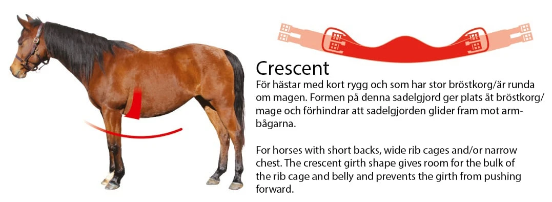 Sattelgurt Slim-Line Crescent - Schwarz/Schwarz 2 Sattelgurt Slim-Line Crescent - Schwarz/Schwarz – Bild 2