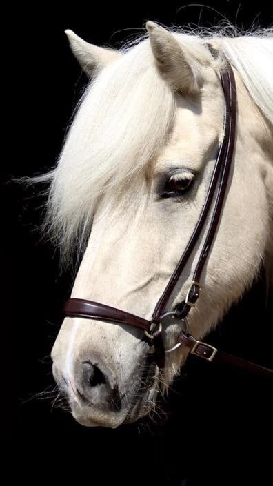 Hannoveranischer Nasenriemen Alisa - Braun 2 Hannoveranischer Nasenriemen Alisa - Braun - Image 2