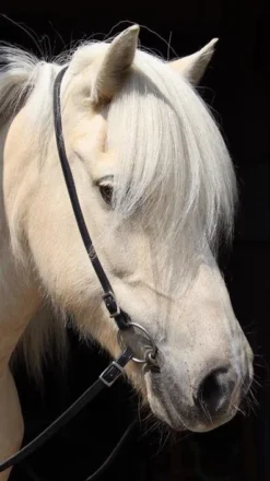 Kopfstück Alisa Mit Schnallen - Schwarz