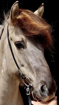 Kopfstück Divar Mit Schnallen - Schwarz