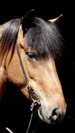 Kopfstück Alisa Mit Schnallen - Braun