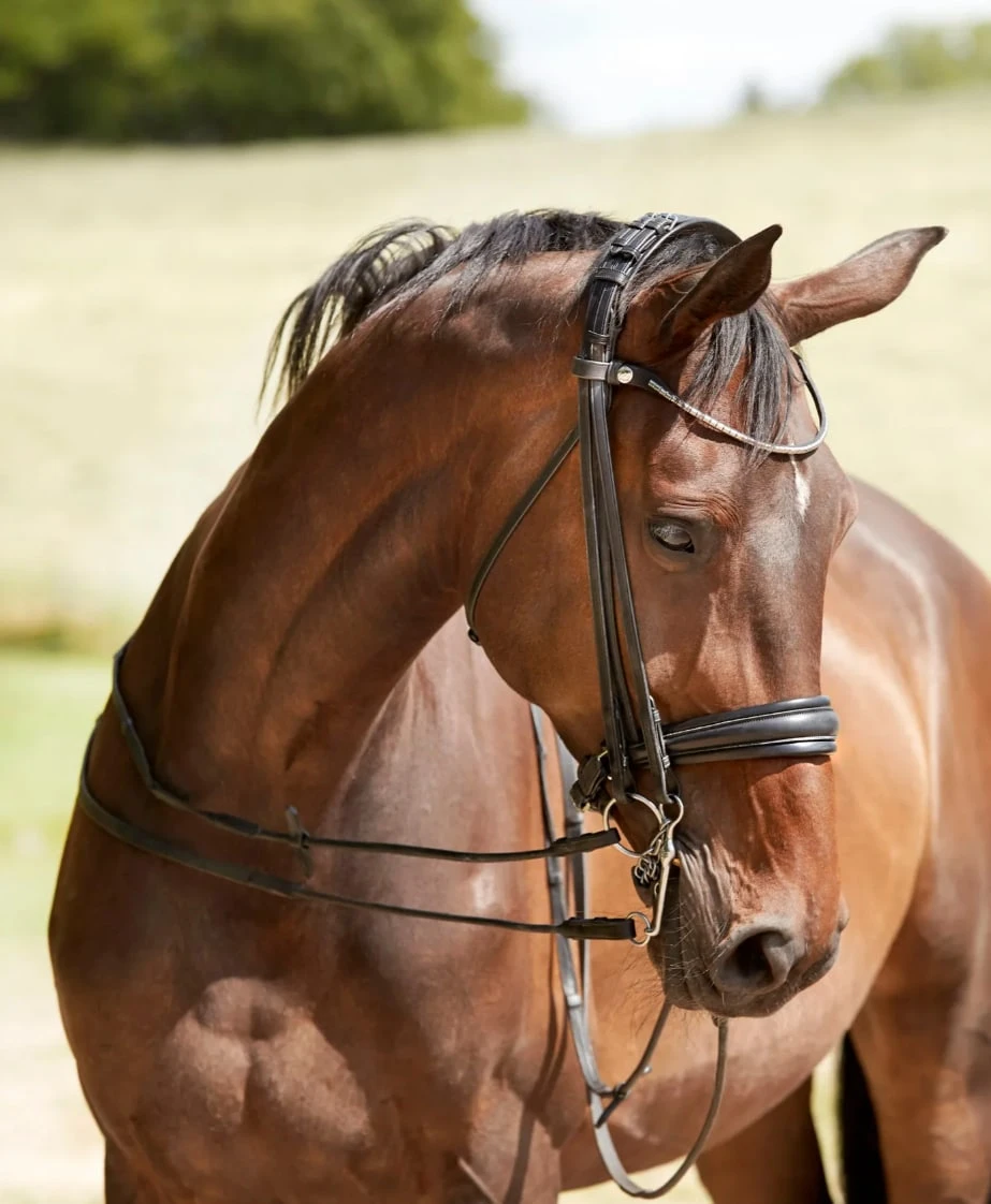 Finesse Kandare Cayenne - Schwarz 2 Finesse Kandare Cayenne - Schwarz – Bild 2