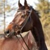 Finesse Bridle Zorro - Schwarz