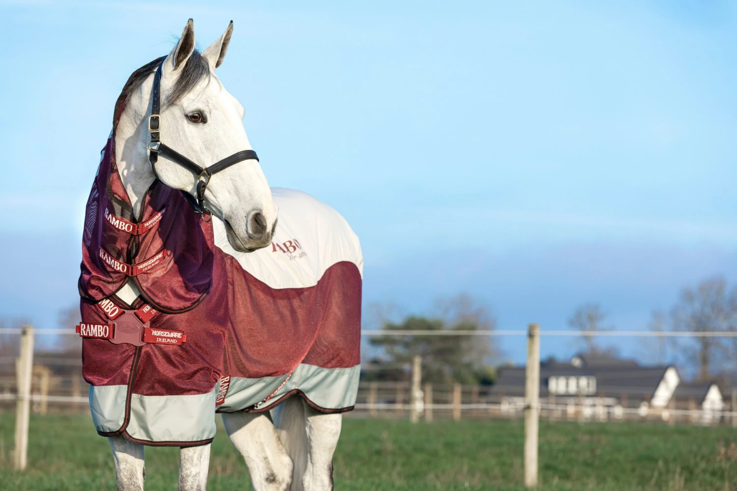 Rambo Summer Series DF - Grey/Burgundy 1 Rambo Summer Series DF - Grey/Burgundy