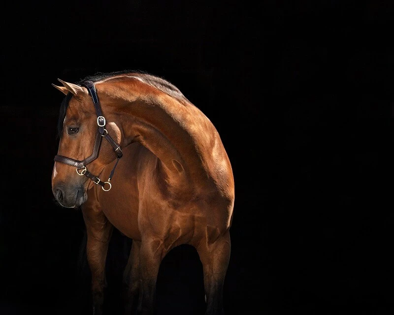 Rambo Micklem Halfter - Braun 2 Rambo Micklem Halfter - Braun - Image 2