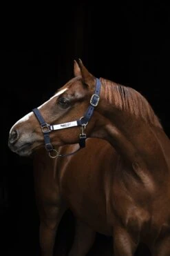 Field Safe Halfter - Navy