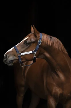 Field Safe Halfter - Navy