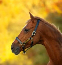 Amiga Lederhalfter - Schwarz/Full