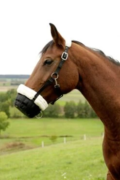 Fressbremse Mit Teddy -Angebote Equinestor Store KB 322214 3