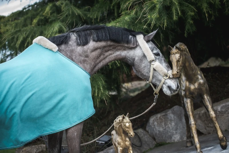 Lammfellhalfter & Strick - Walnuss 2 Lammfellhalfter & Strick - Walnuss - Image 2