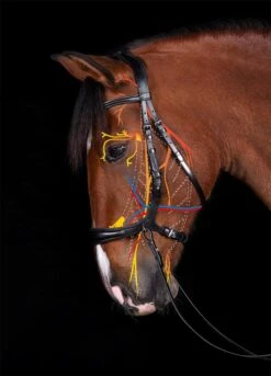 Gebisslose Trense - Equitus Theta - Braun -Angebote Equinestor Store SS 1101 00067B 4 1