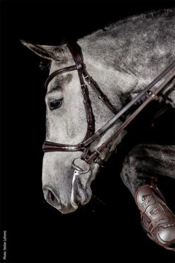 Gebisslose Trense - Equitus Theta - Braun -Angebote Equinestor Store SS 1101 00067E 1 1