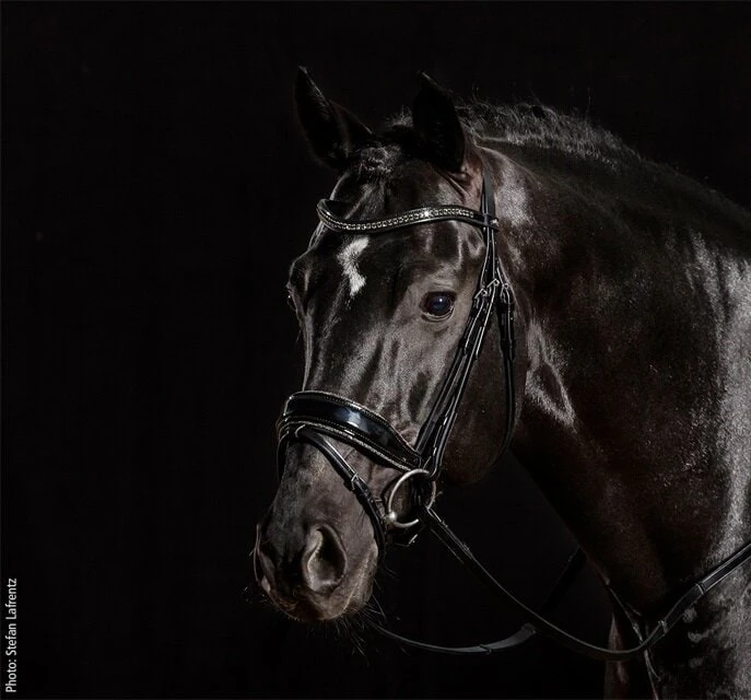 Trense Stanford Glam - Schwarz 2 Trense Stanford Glam - Schwarz - Image 2